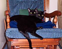 cats/2004-08-07 003.jpg